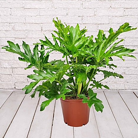 Philodendron