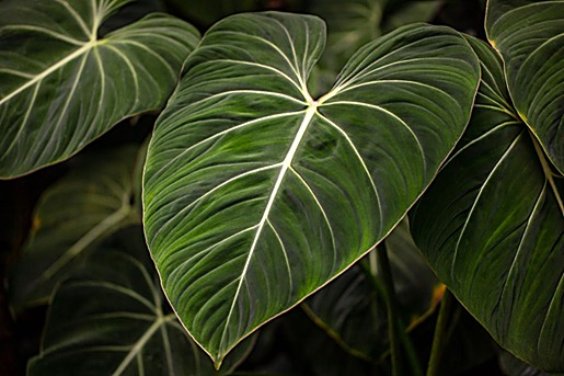 Philodendron — détail