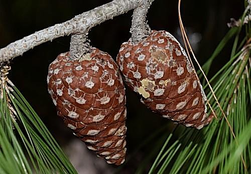 Pin d'Alep — détail