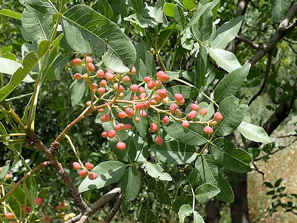 Pistachier de l’Atlas — détail