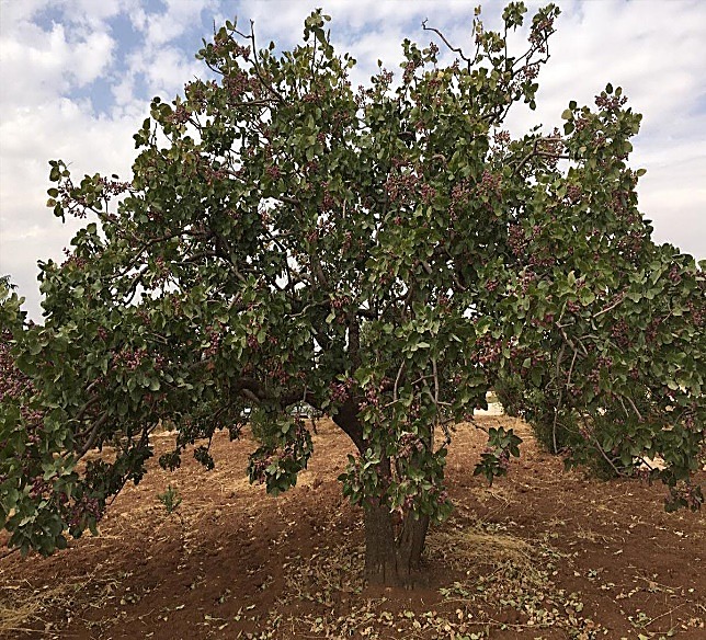 Pistachier