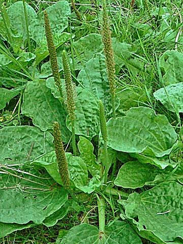 Plantain — détail