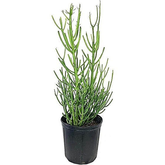 Plante crayon, Euphorbe crayon, Arbre crayon — détail