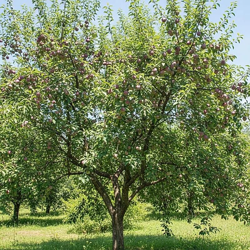 Plumcot / hybride pêche-prune