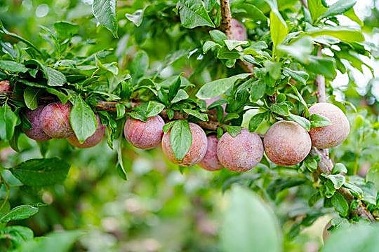 Plumcot / hybride pêche-prune — détail