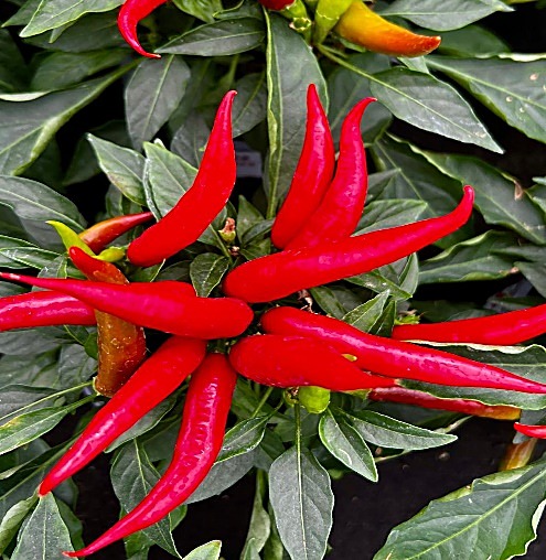 Poivron rouge / Piment rouge