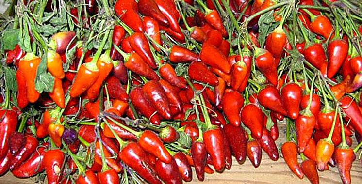 Poivron rouge / Piment rouge — détail