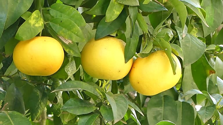 Pomelo, Pamplemousse
