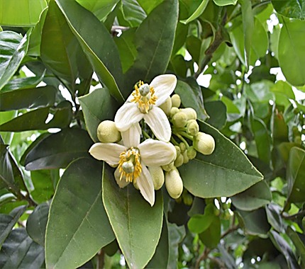 Pomelo, Pamplemousse — détail