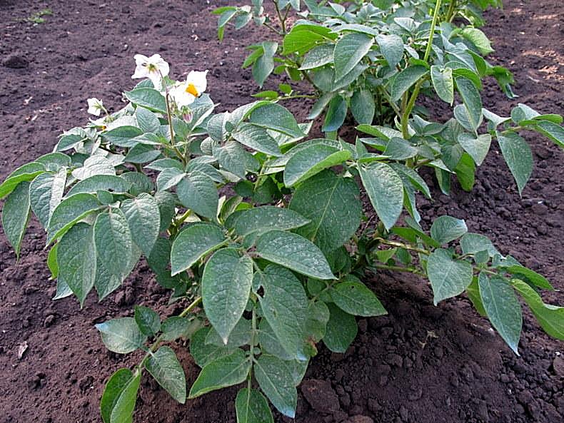 Pomme de terre