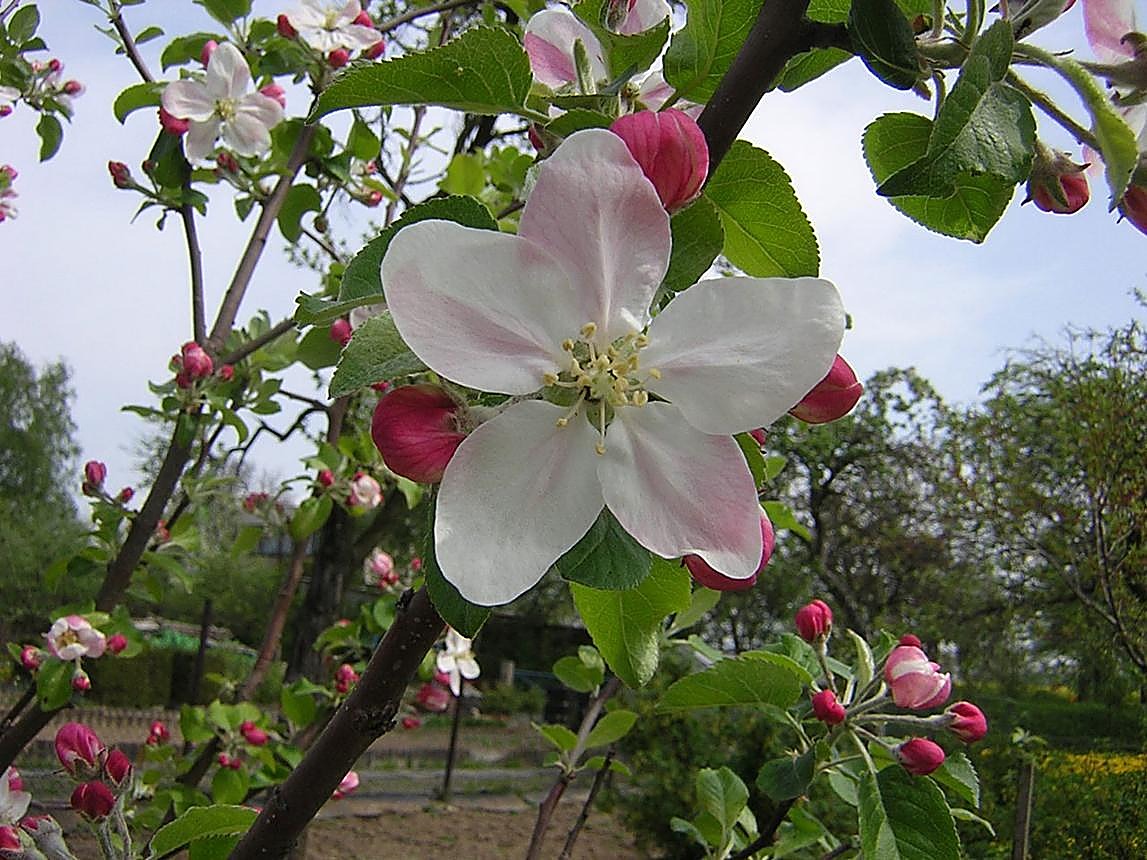 Pommier — détail