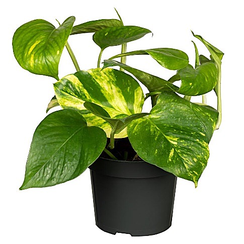 Pothos, Lierre du diable, Scindapsus doré
