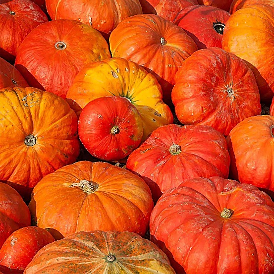 Potiron / Courge rouge