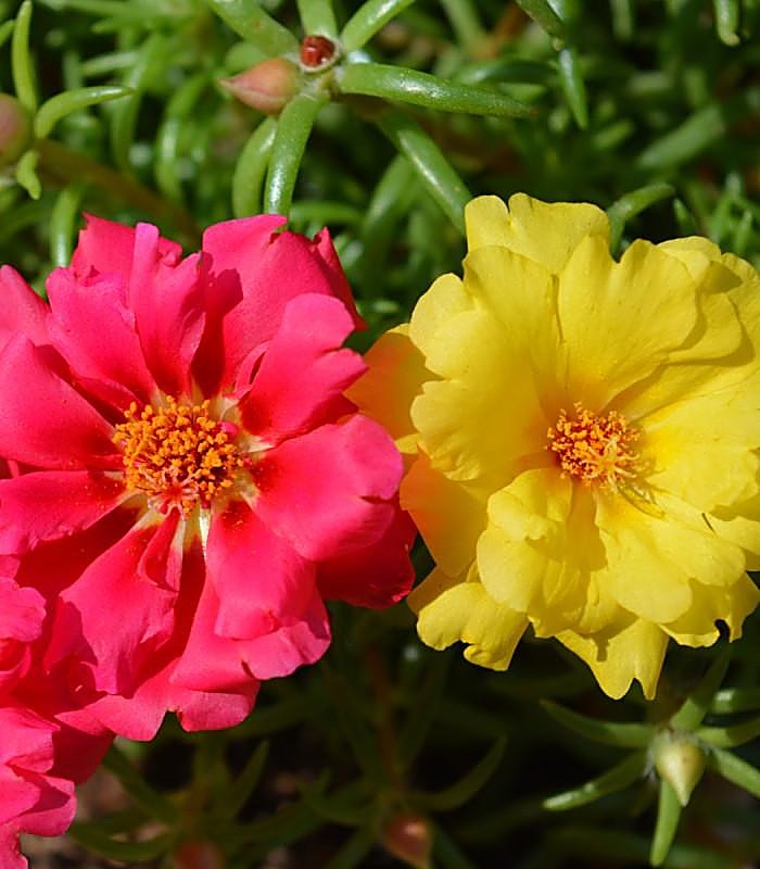pourpier; Pourpier potager, Pourpier maraîcher — détail
