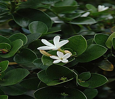 Prunier du Natal — détail