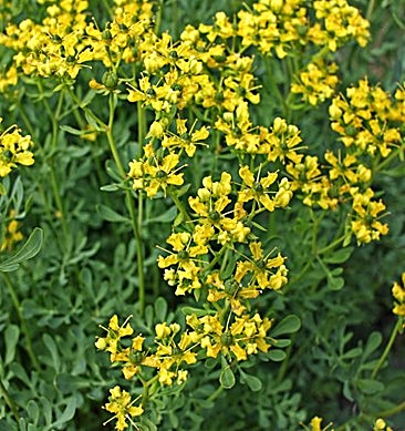 Rue officinale, Rue fétide, Rue des jardins
