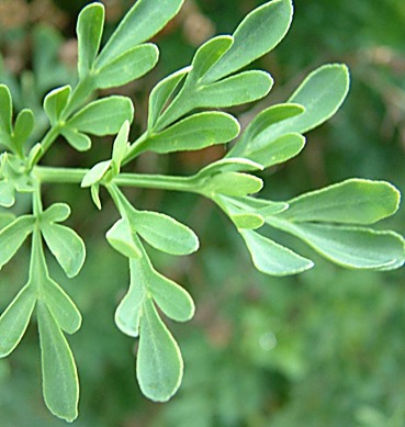 Rue officinale, Rue fétide, Rue des jardins — détail