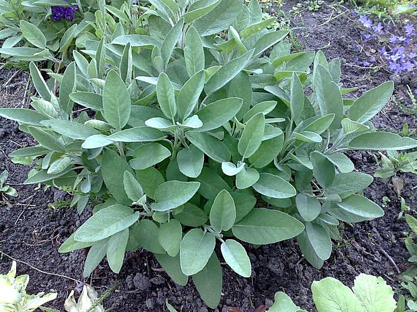 Sauge officinale, Sauge commune