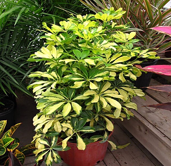 Schefflera, Arbre ombrelle