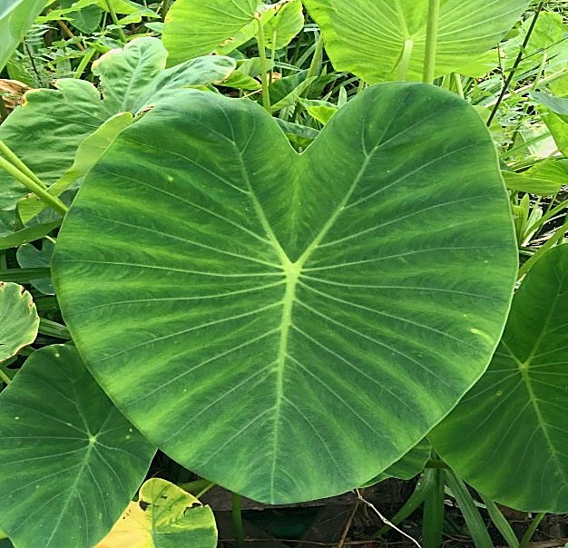 Taro, Colocase comestible — détail