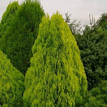 Thuya d'Orient, Thuya de Chine, Arbre de vie de Chine