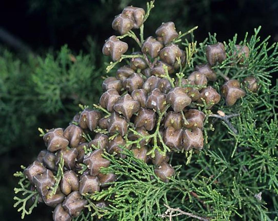 Thuya de Berbérie, Thuya du Maroc