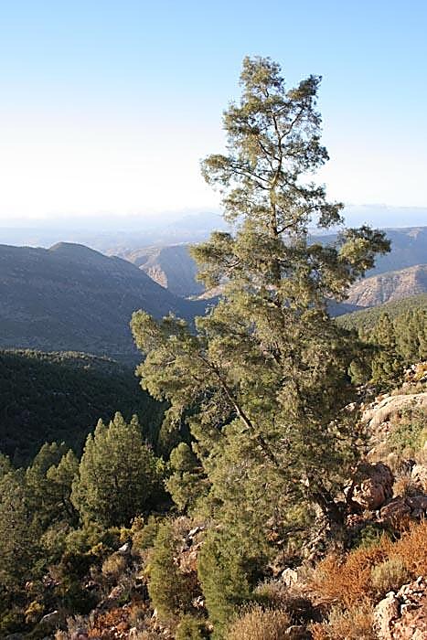 Thuya de Berbérie, Thuya du Maroc — détail