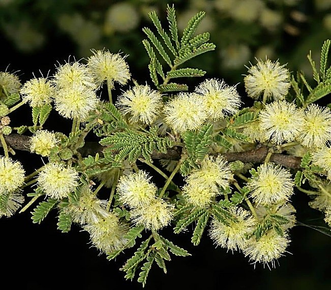 Vachélie tortilis / Acacia tortilis — détail