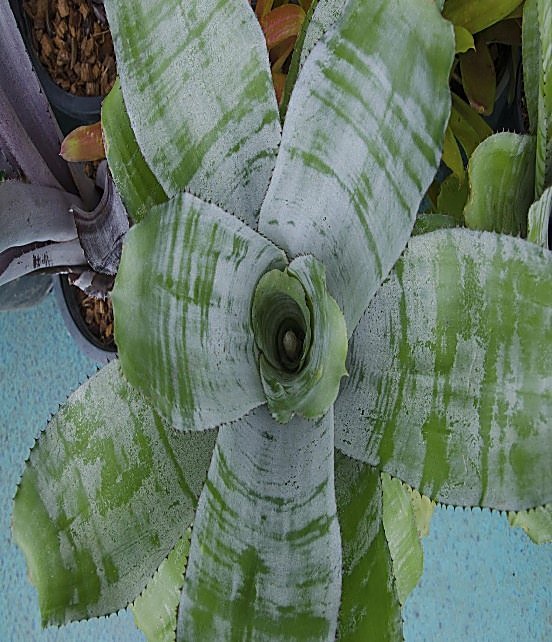 Vase d’argent — détail