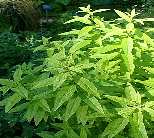 Verveine citronnelle, Verveine parfumée