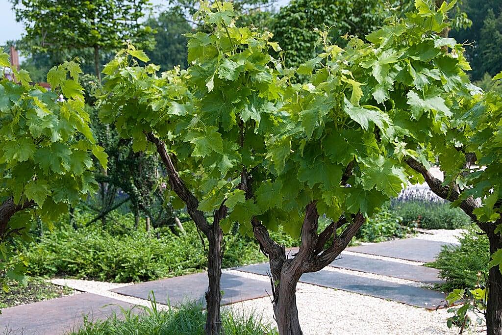 Vigne / Vigne à raisin