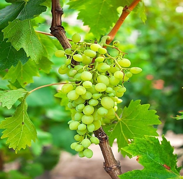 Vigne / Vigne à raisin — détail