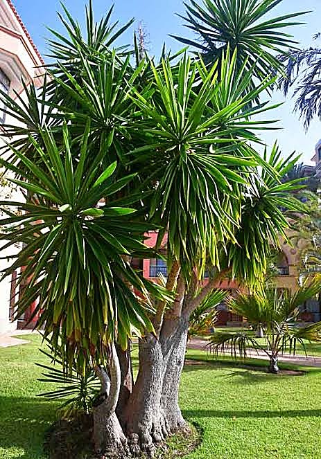 Yucca