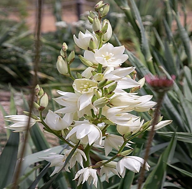 Yucca — détail